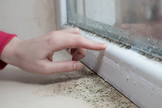 Best Water Damage & Mold Remediation  in Eielson Af, AK